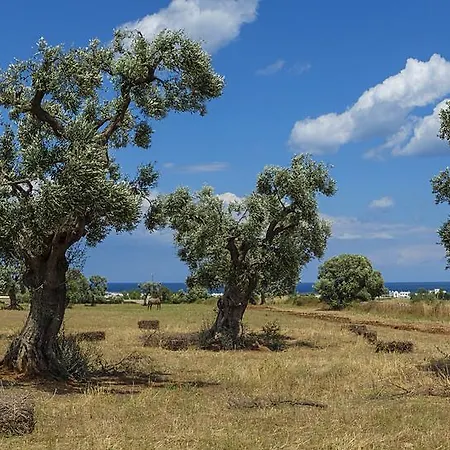 Bed & Breakfast Masseria Palombara Grande