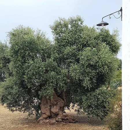 B&B Masseria Palombara Grande 오스투니